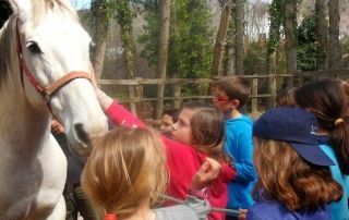 Campamento El Remolino en Cazalla de la Sierra