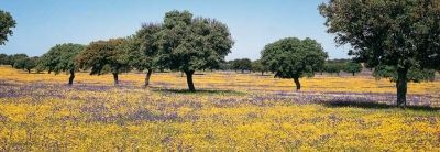 Panorámica de paisaje con flores en Cazalla de la Sierra, Sevilla