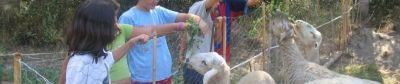 Dando de comer a las ovejas