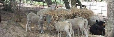 Ovejas comiendo en el centro de educacionón ambiental El Remolino