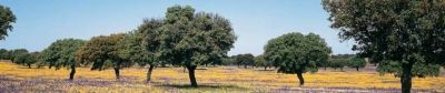 Paisaje con flores en Cazalla de la Sierra, Sevilla